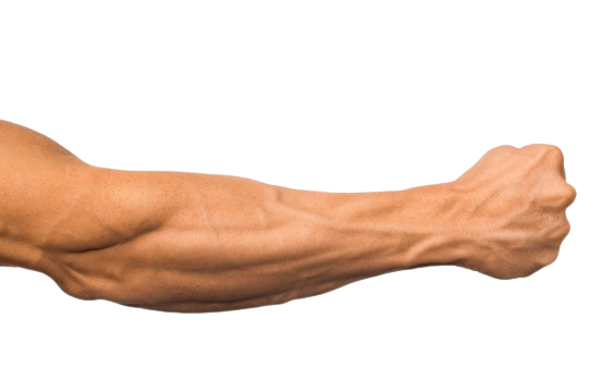 forearm muscle